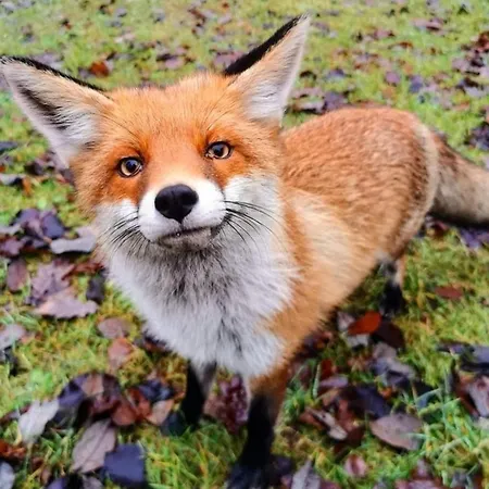 ホリデーパーク Osrodek Wypoczynkowy Lansk